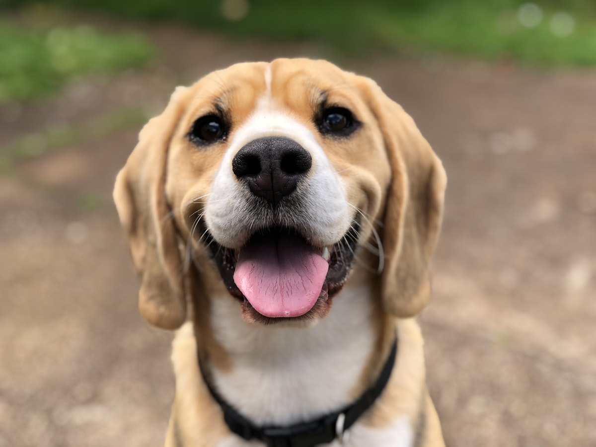 SSRDOG 机场评测